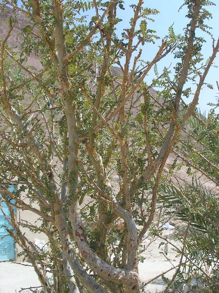 2007-10-10_12-10-47_wadi_232.jpg - Arbre à encens