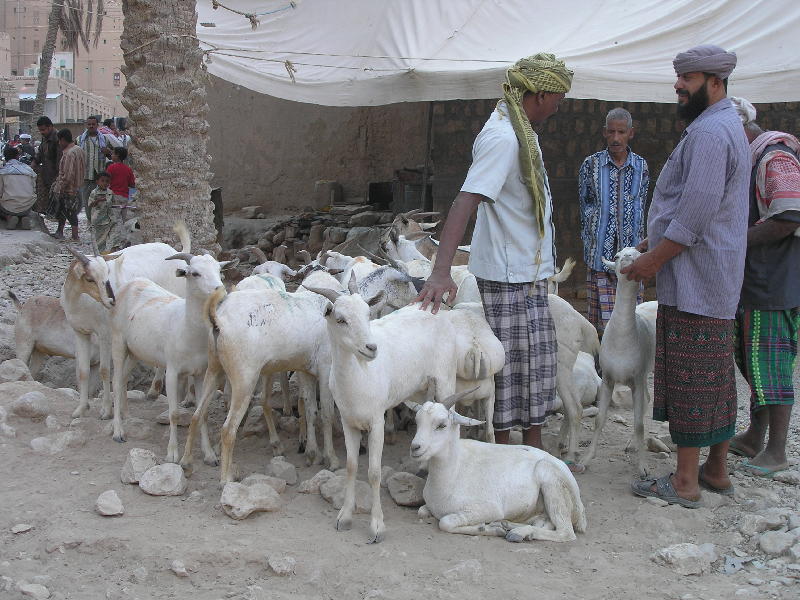 2007-10-11_15-32-32_wadi_403.jpg - WADI DAWAN : Al Khouraibah (marché)
