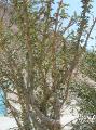 2007-10-10_12-10-47_wadi_232