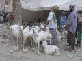2007-10-11_15-32-32_wadi_403