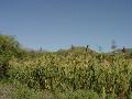 2007-10-18_08-26-01_taez_186