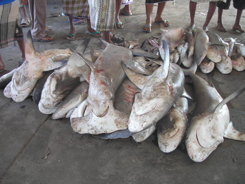 2007-10-19_08-34-55_hodeidah_055.jpg - Al Hodeidah :le port, requins