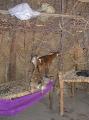 2007-10-18_11-53-47_tihama_037