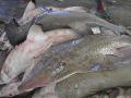 2007-10-19_08-36-44_hodeidah_060
