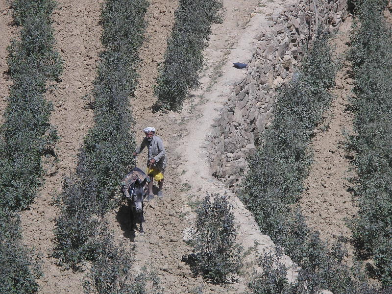 2007-10-24_11-42-17_wadi_shares_001.jpg - Wadi shares: champs de qat