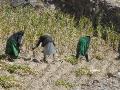 2007-10-22_13-07-12_djebel_040